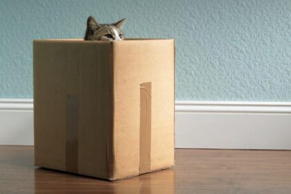 Grey cat peeking out from inside a cardboard box in a house